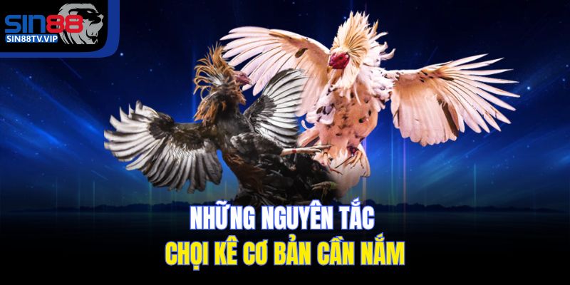 Những nguyên tắc chọi kê cơ bản cần nắm